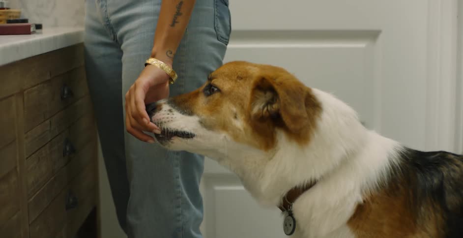 The dog walks over to the woman for a treat