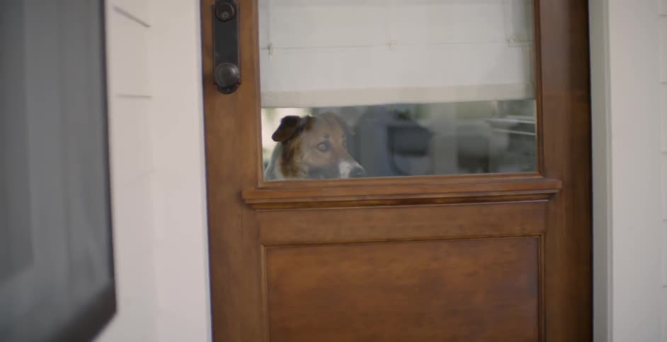 Dog stands looking out the door of a house