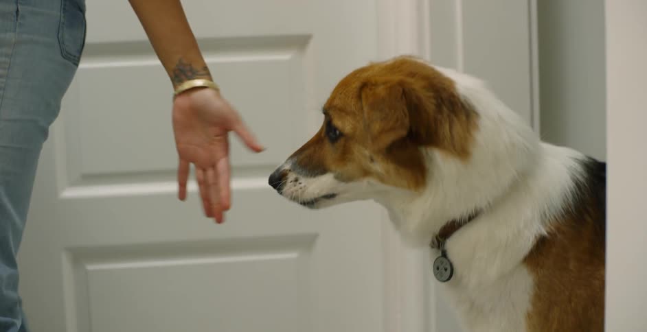 The woman pets the dog who is chewing on something