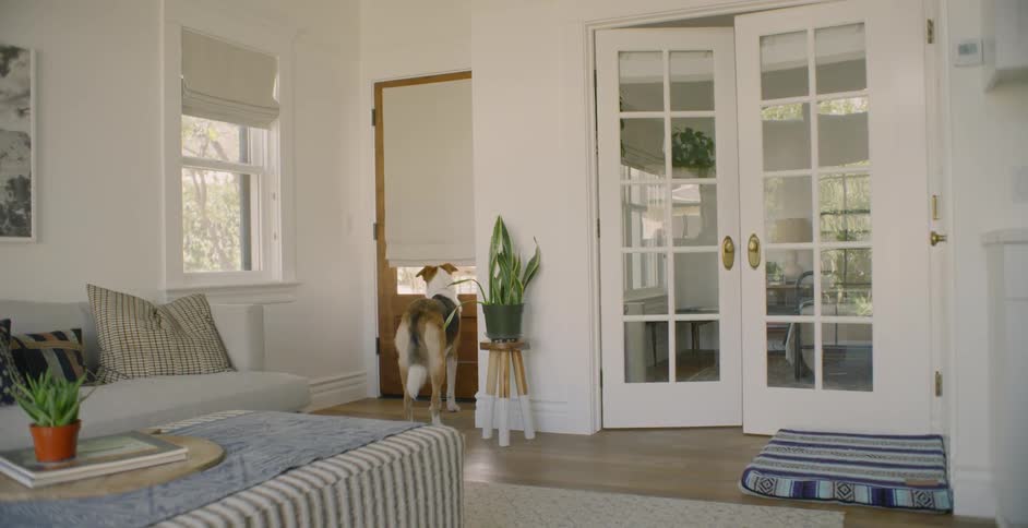 The dog is standing by the door in the living room