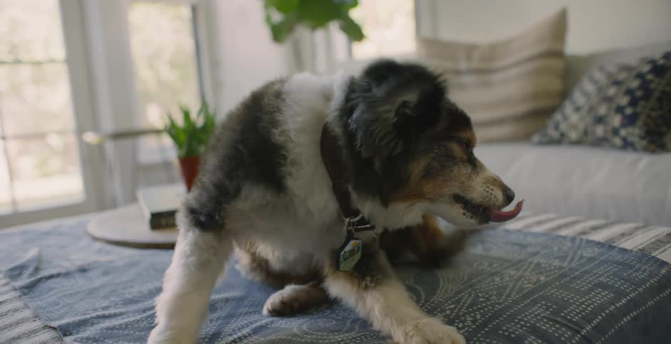 The dog is scratching its ear on the bed