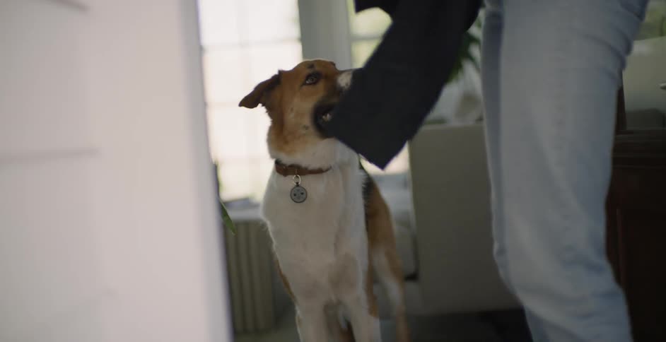 A woman pets her dog goodbye and tells him to stay as she leaves