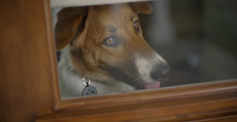 The dog is waiting inside behind the glass of the door