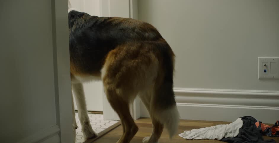 Dog sits down in a doorway