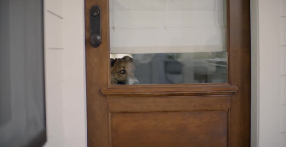 Dog looks out the window