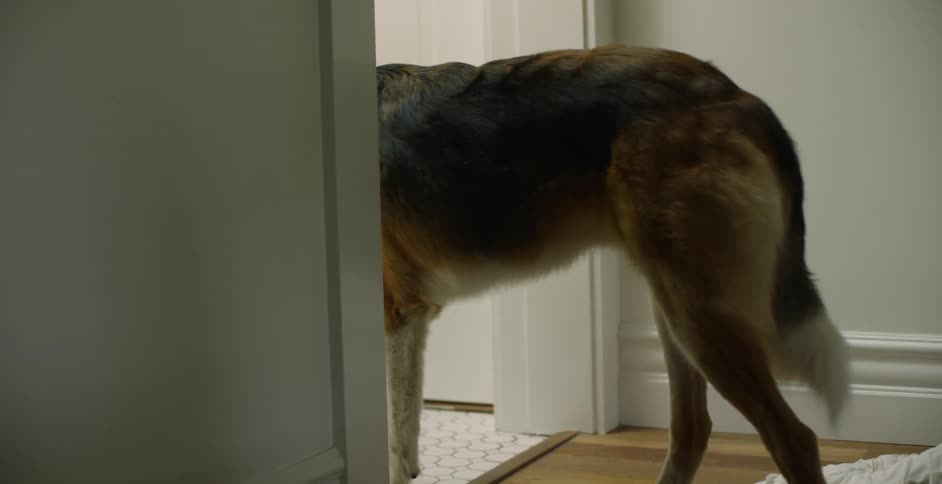 The dog enters and waits in the doorway