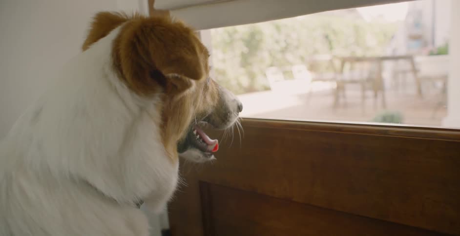 The dog is watching the yard from inside