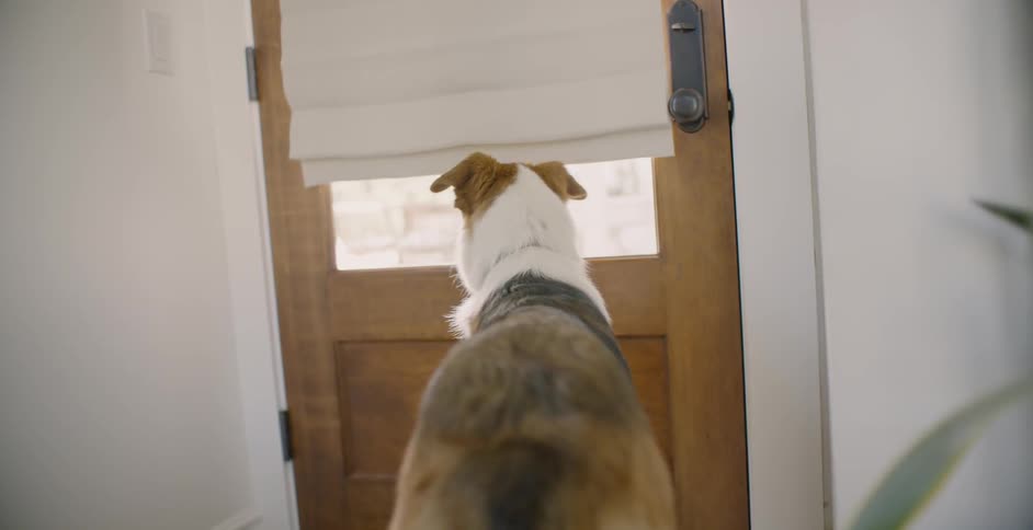 Dog looks out the window of a door