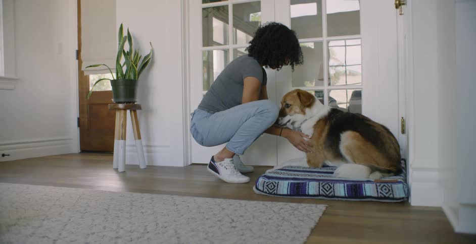 Woman pets dog resting on dog bed