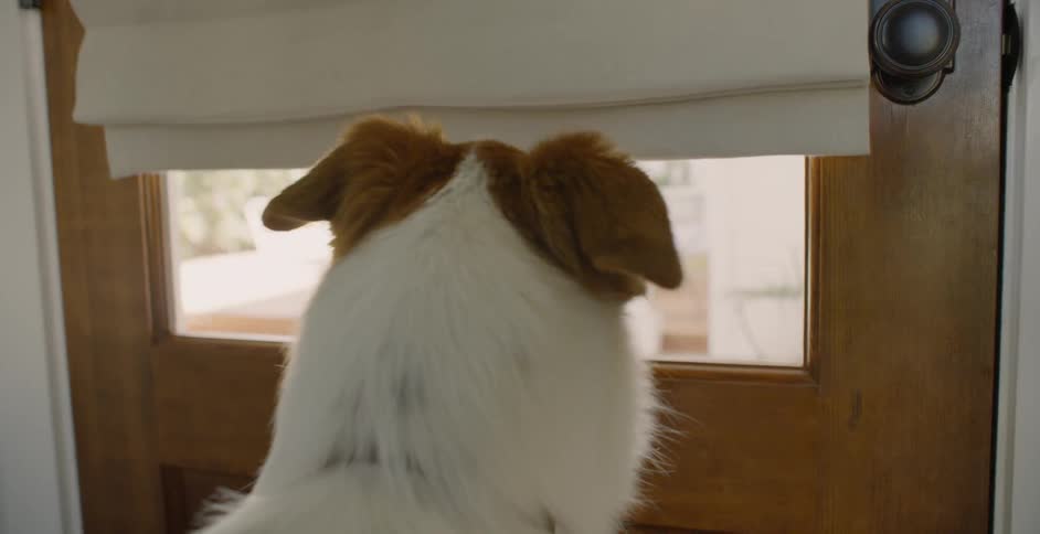 The dog is waiting by the window of the door