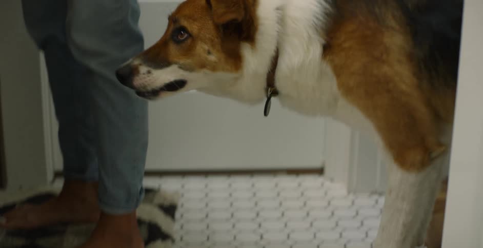 The dog is given pets in the bathroom