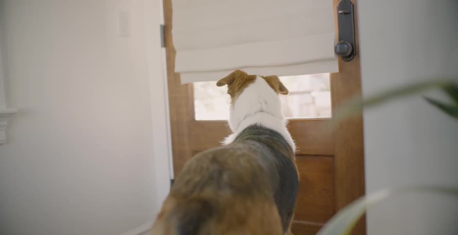 A dog looks out the front door as his owner walks away