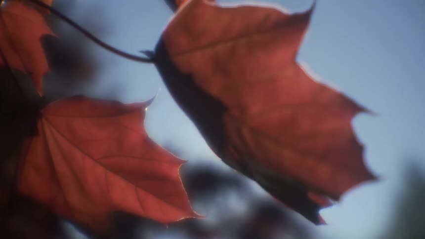 Sunlight is shining on an autumn leaf as it sways in the wind in daylight