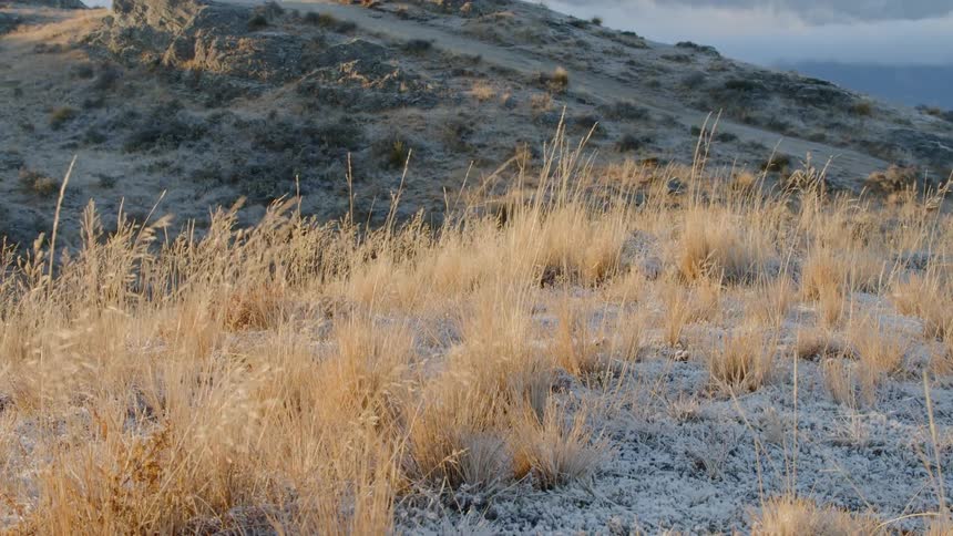 Brown weeds blow in the breeze on the hill