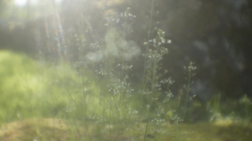 Sun shines down over weeds and grass
