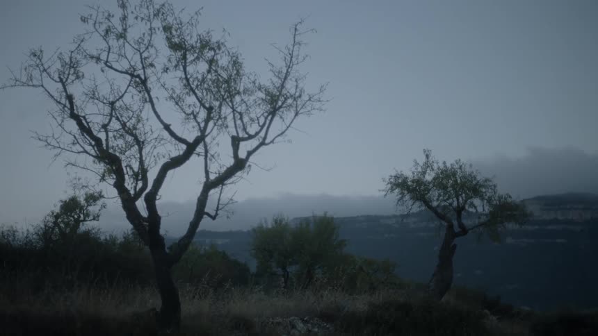 Trees and mist covered mountains at dusk