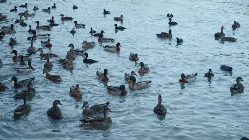 The ducks all swim together in the water
