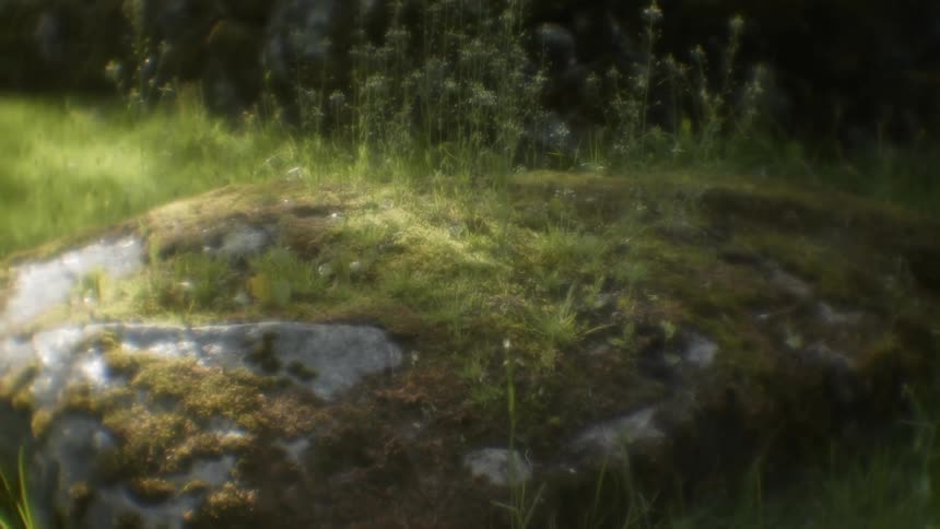 Sunlight shines over a mossy rock