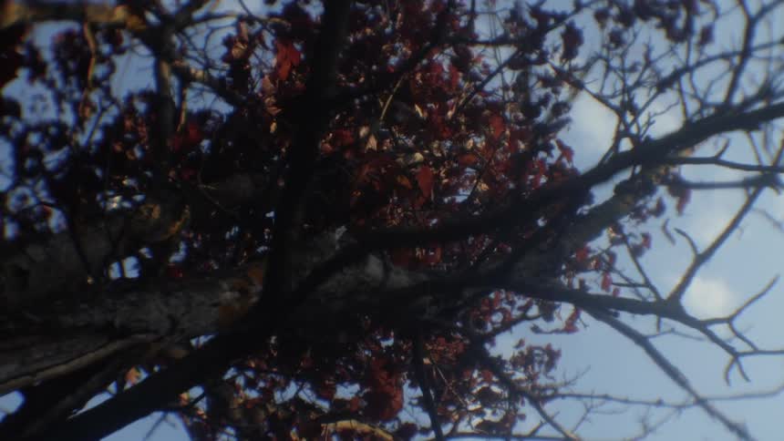 The tree has few branches with leaves at the top