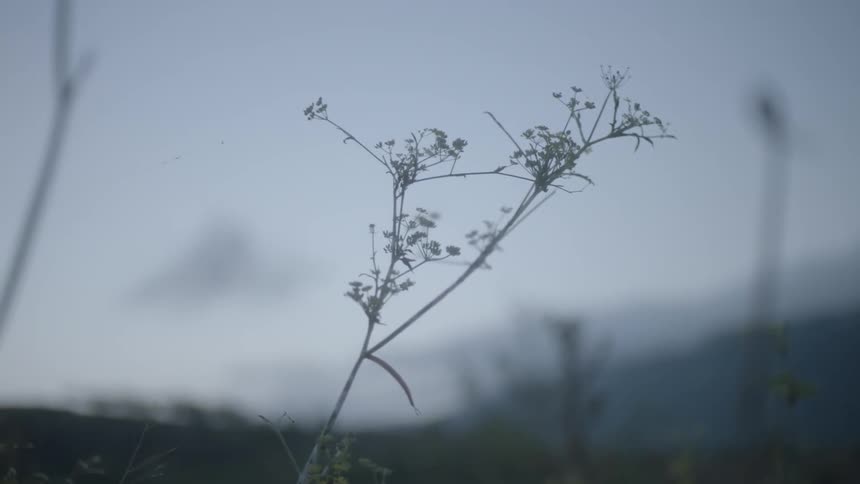 Flowers sway in a field