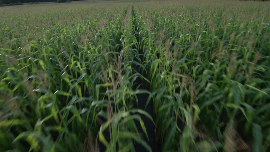 Flying over a corn field