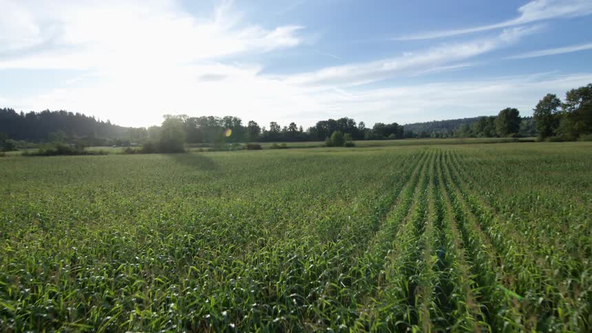 Corn Field Aerials