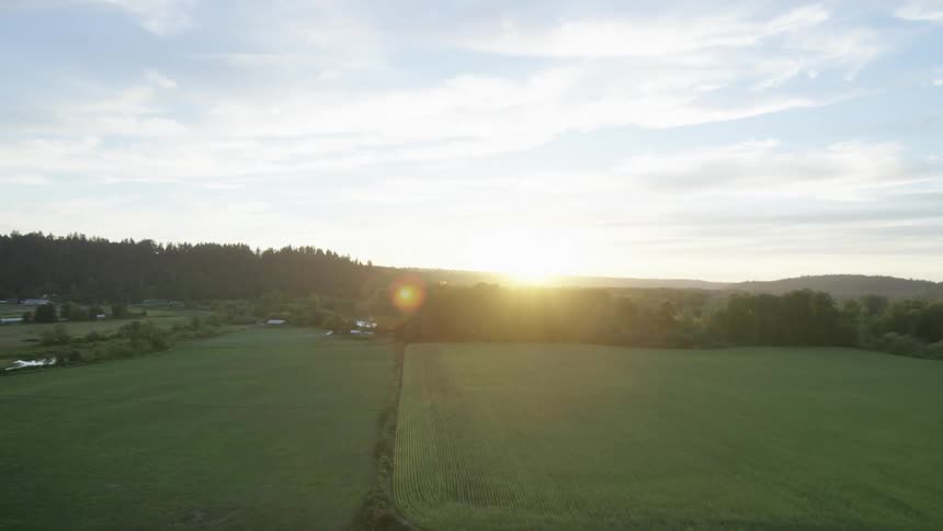 Corn Field Aerials