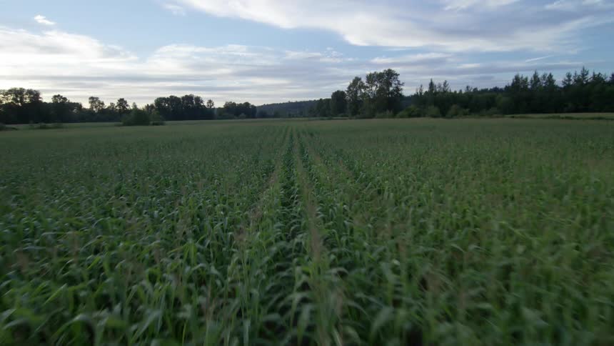 Fast moving shot over a large field of grass with a partially cloudy sky
