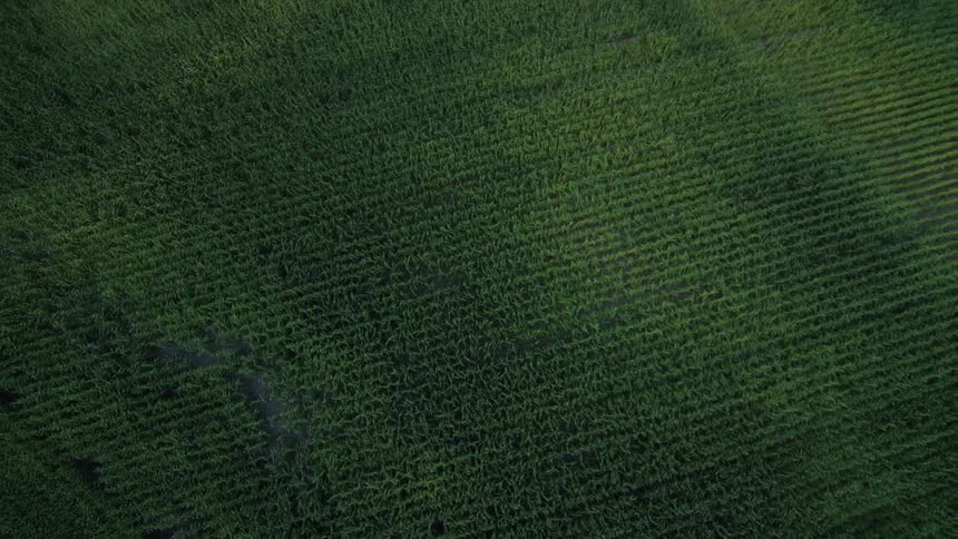 Aerial view of a large green field very neatly farmed
