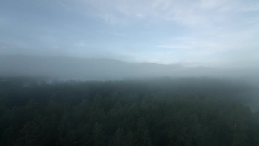 Fog is creeping through the trees