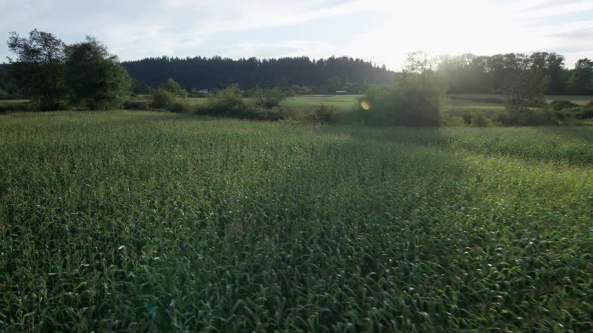 A corn field