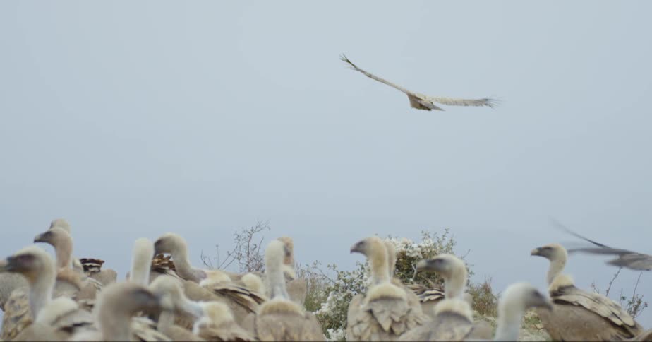 Two large birds flying over a group of birds on the ground