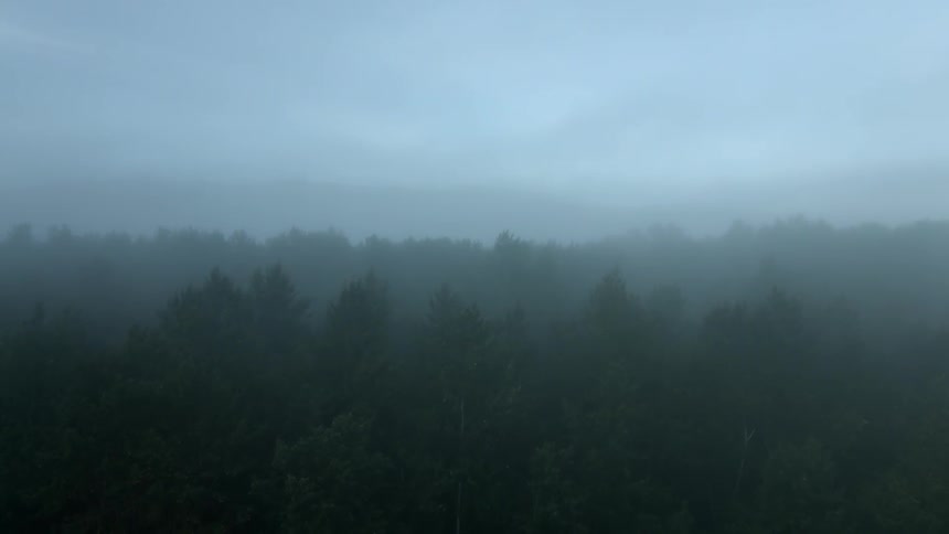 Fog is creeping through the trees