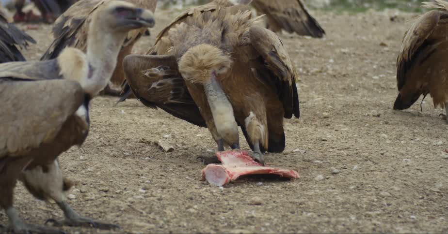 A vulture eats meat from a bone