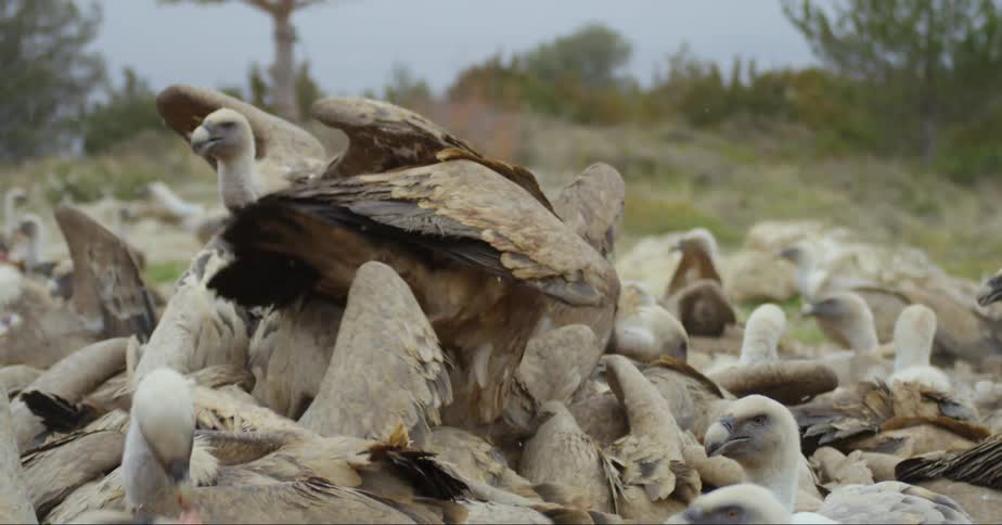 Vultures stand in a huge group as they devour an animal in a feeding frenzy
