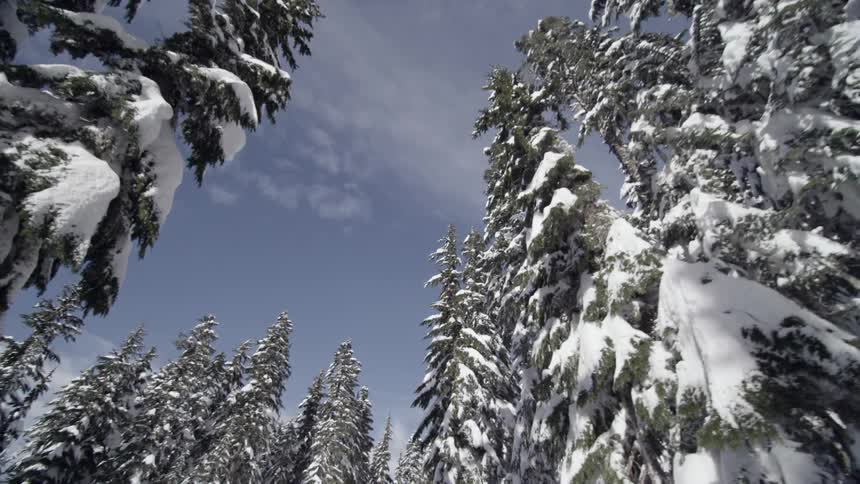 Snow covers the trees