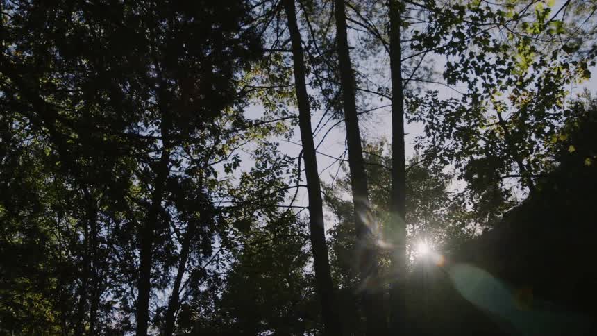 The wind gently blows the trees in the forest