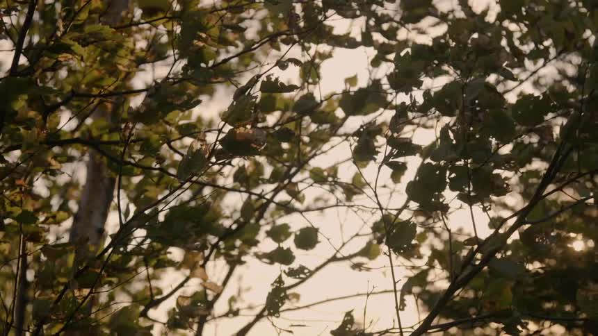 Wind blowing through leaves