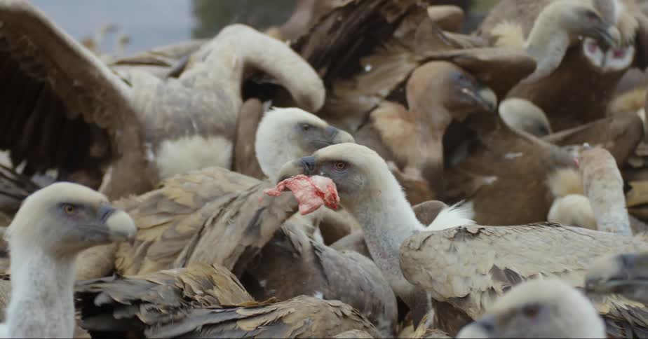 Vultures In Nature