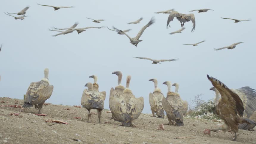Birds hunt along the beach on a gray and gloomy day
