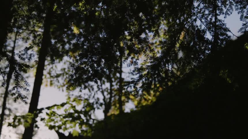 Scenery of trees along a hill