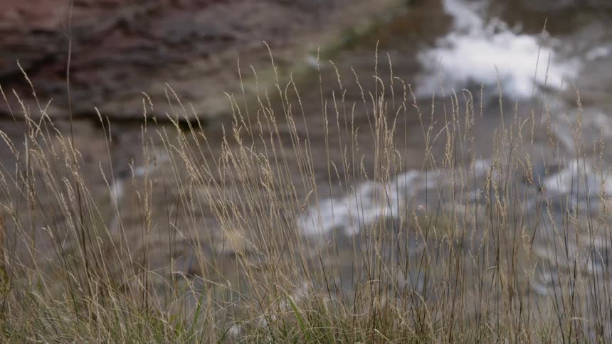 Waves wash onto the shore as we look through the grass at the water