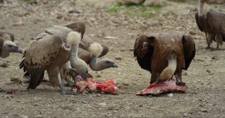 Vultures In Nature