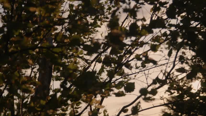 A tree flutters in the wind at dusk