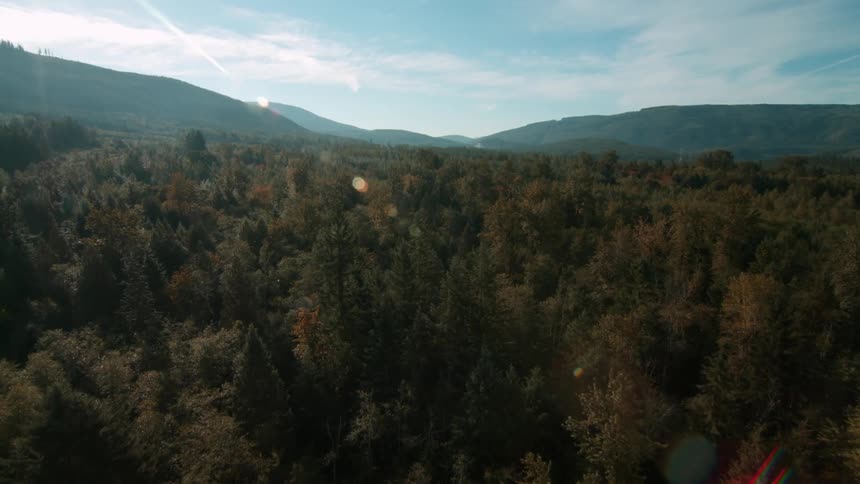 A forest is shown at dawn