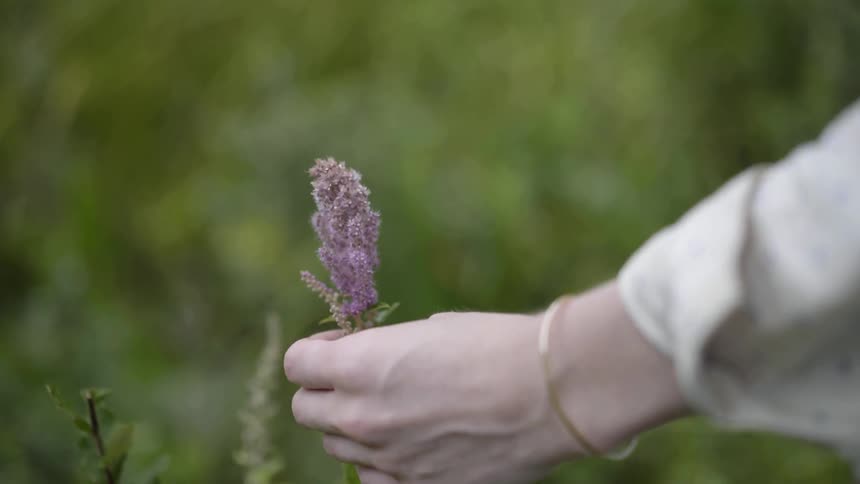 Person touches a purple flower in a grassy field