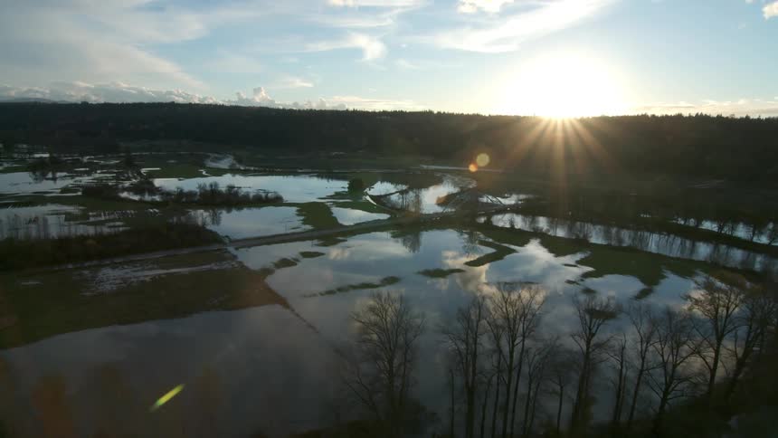 A marsh is overgrown