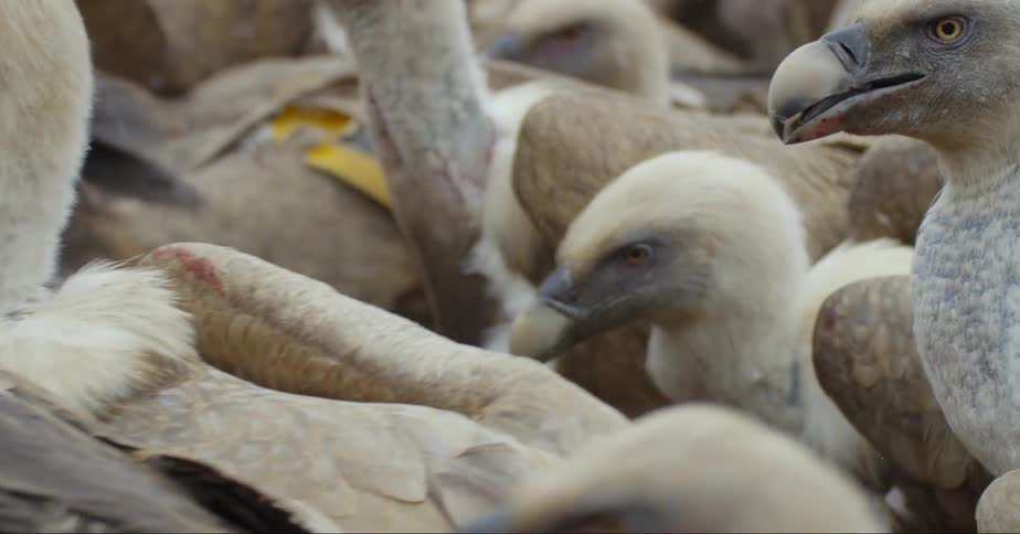 Vultures swarm over each other in a frenzy