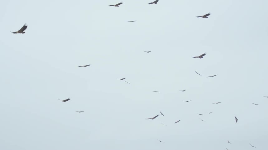A lot of birds that are flying around in the sky
