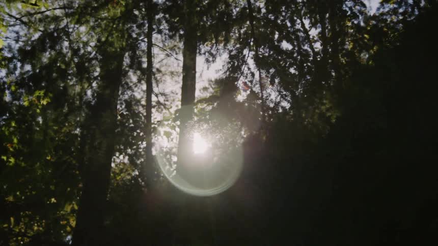 Sunlight shines through the lush canopy of trees
